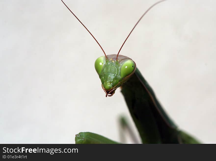 Female European mantis. Macro shot of its head. Female European mantis. Macro shot of its head.