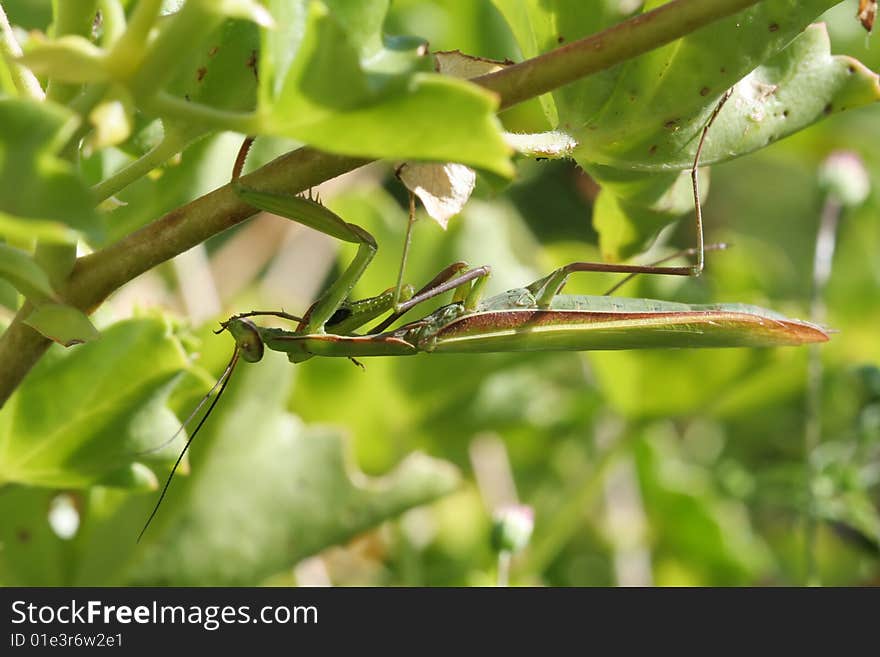 Mantis religiosa