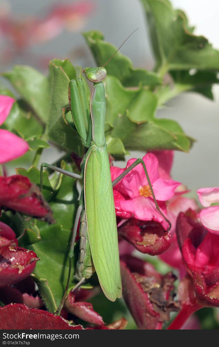 Mantis Religiosa