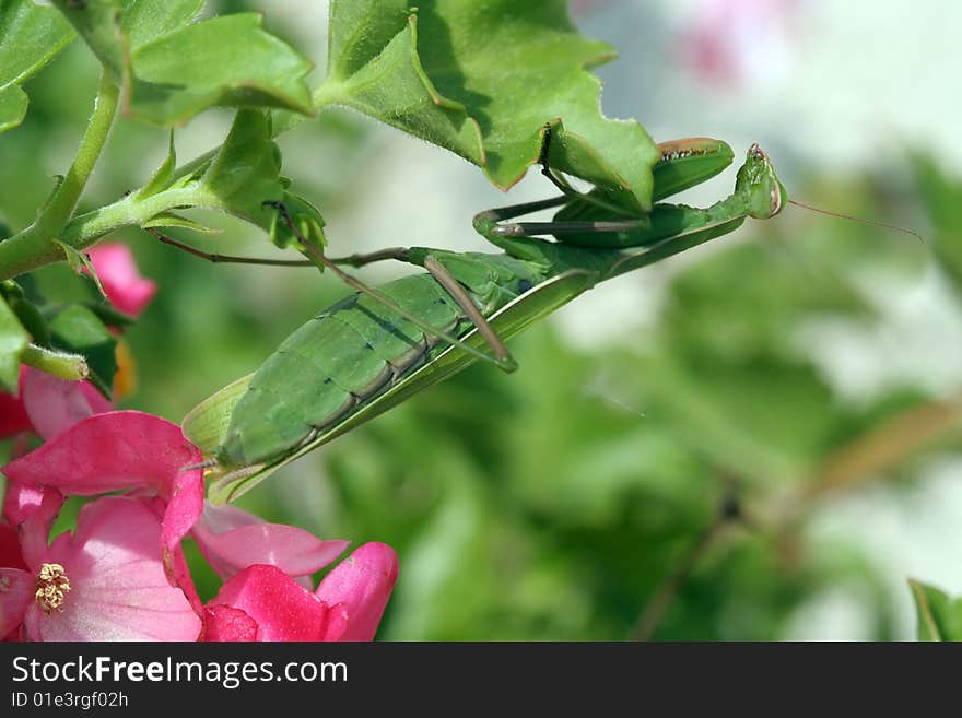 Mantis Religiosa