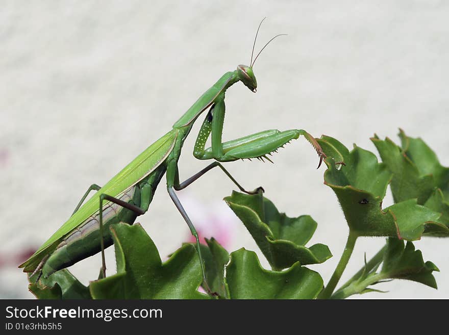 Mantis religiosa