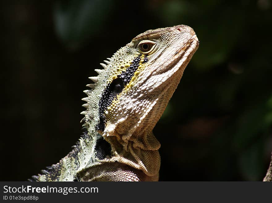 Headshot of a wild lizard near Brisbane, Australia. Headshot of a wild lizard near Brisbane, Australia