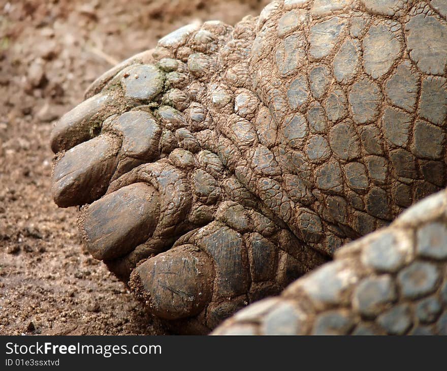 The seemingly prehistoric foot of a giant tortoise.