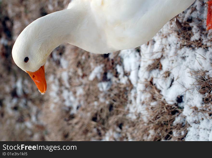 A poor cold goose in indiana. A poor cold goose in indiana