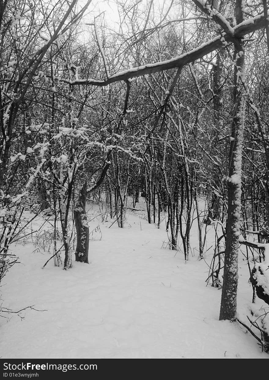 A path into a shelter belt of trees after a fresh snow. A path into a shelter belt of trees after a fresh snow.