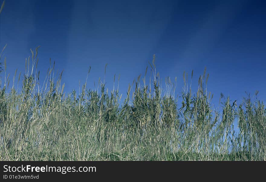 Cane Flowers On The River, Blue Sky