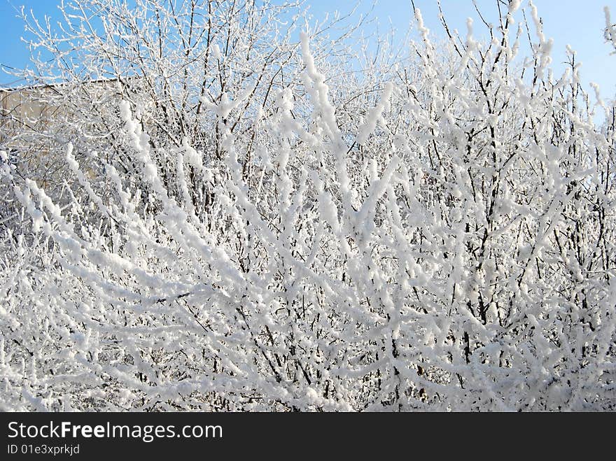 Bush Covered By Snow