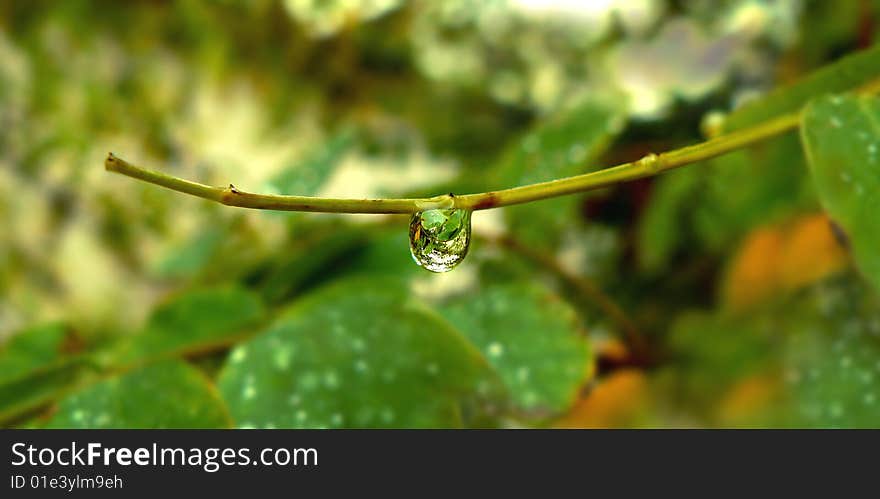 Dew on branch at the morning. Dew on branch at the morning