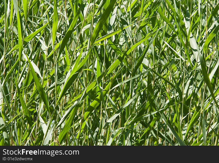 Reed stems background over lake