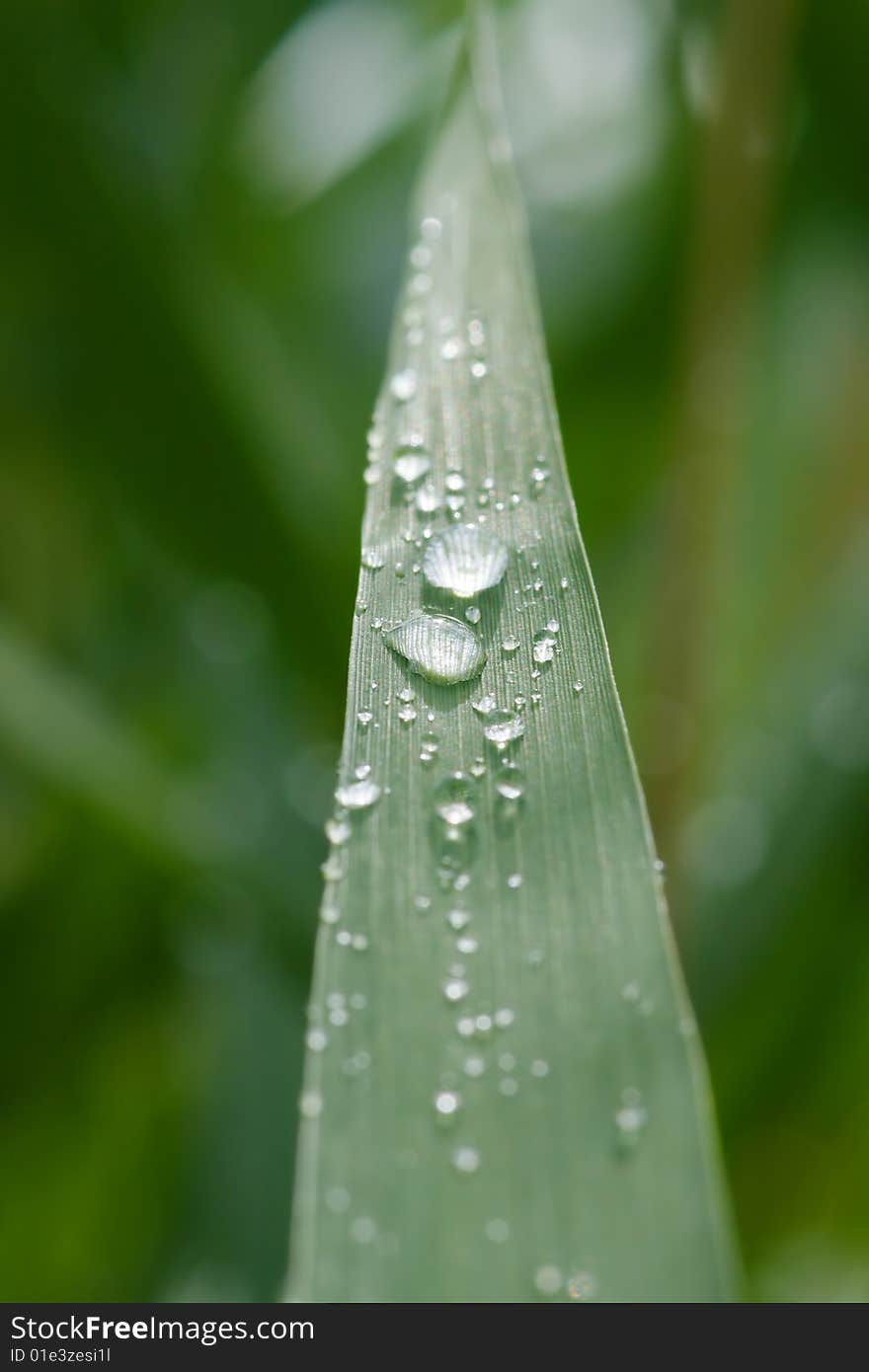 Rain drops on grass leaf. Rain drops on grass leaf