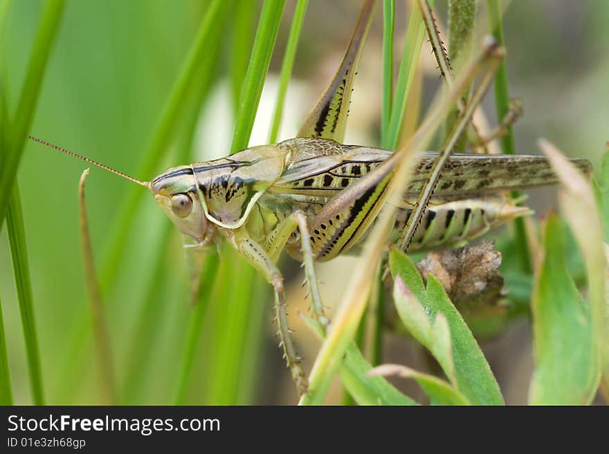 Grasshopper