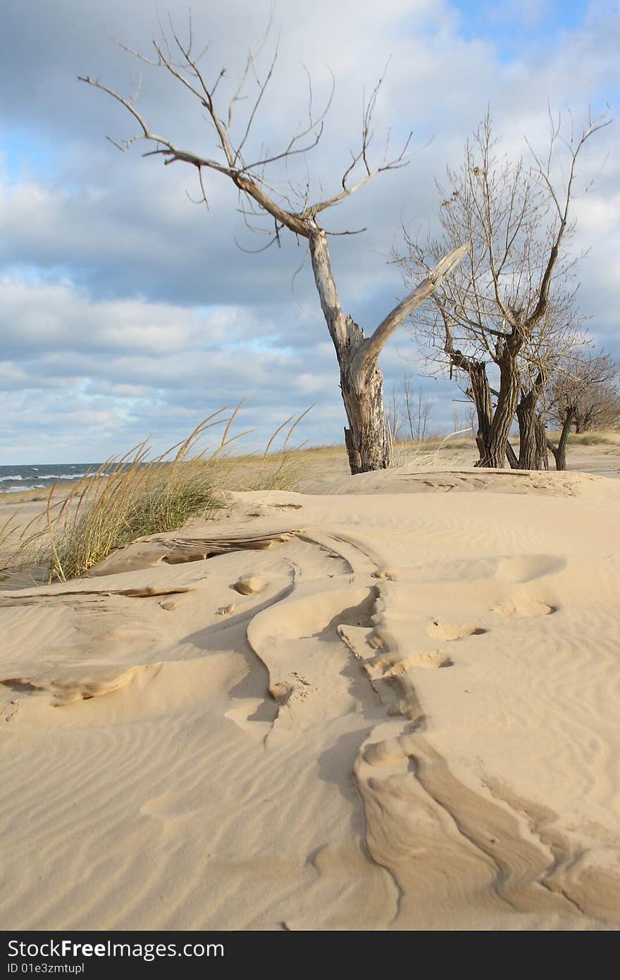 Contorted Trees And Wind Blown Sand