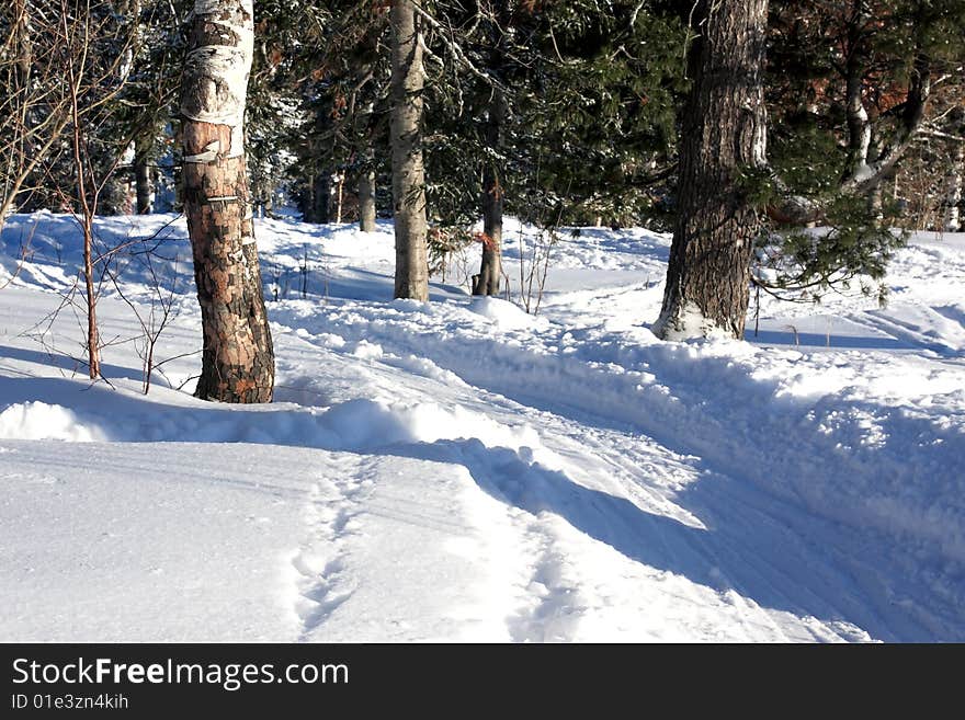 Snow and forest.