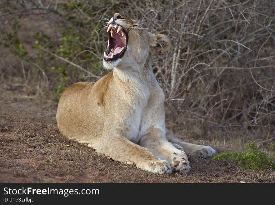 The Yawner