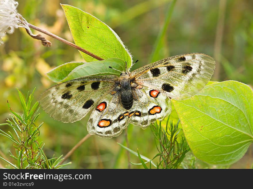 Nomion butterfly sitting on the grass