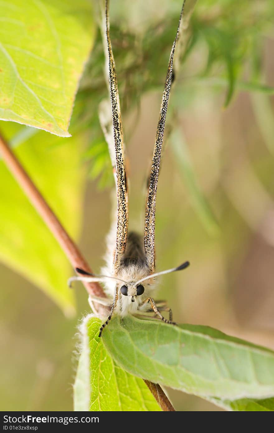 Nomion butterfly sitting on the grass