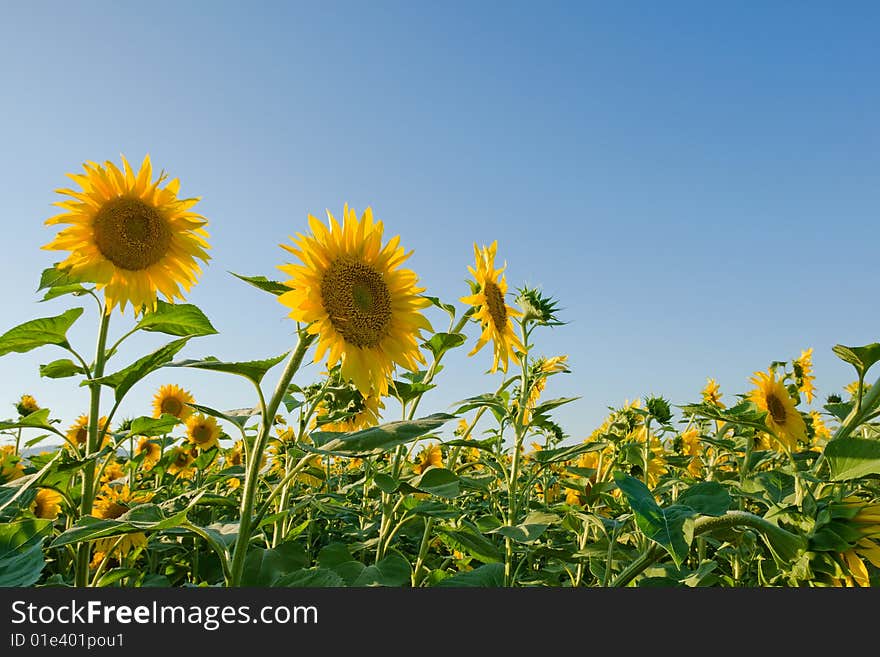 Sunflower field under blue sky