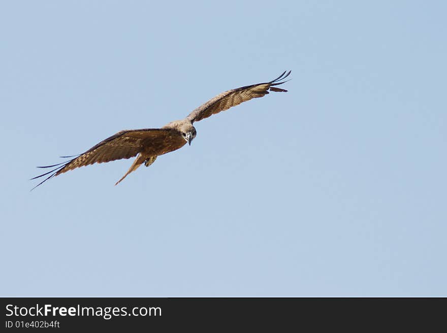 Eagle In The Sky