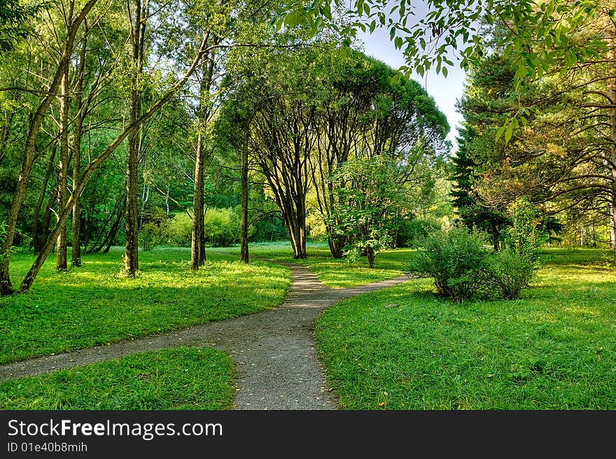 Morning In Forest