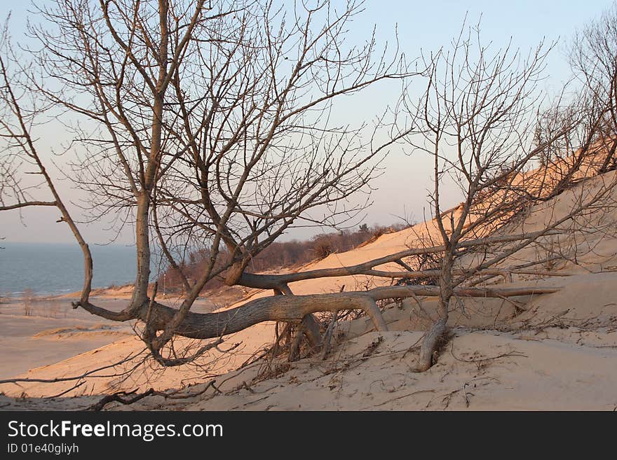 A contorted tree on the beach