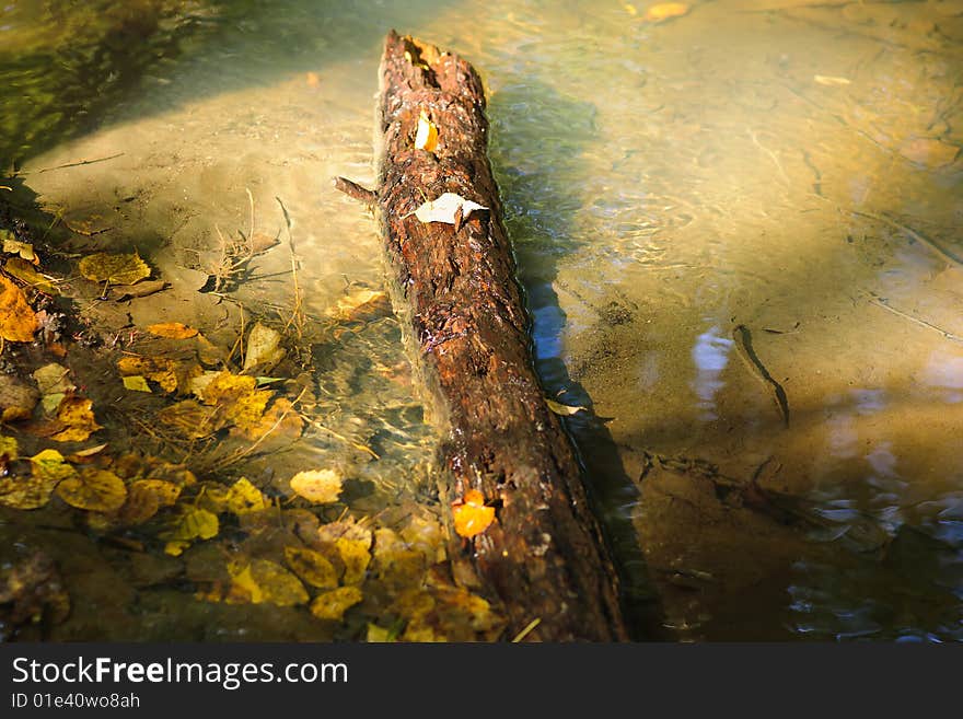 Brook in the forest with sunlight rays