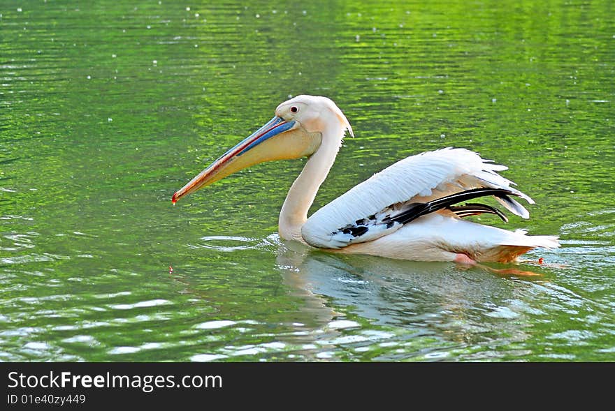 Pelican