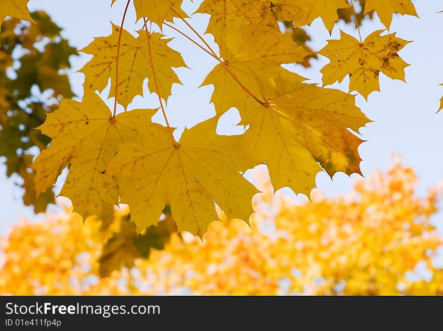 Autumnal gold maple leaves background. Autumnal gold maple leaves background