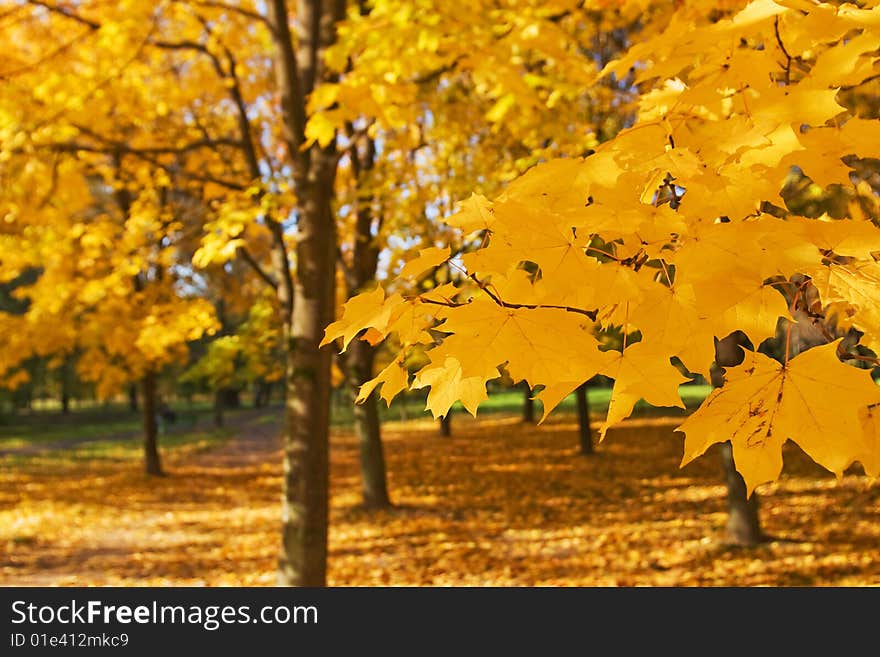 Autumn in park with gold maples. Autumn in park with gold maples