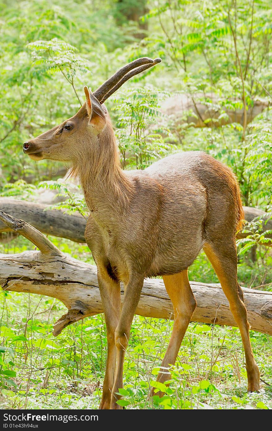 Chinkara deer standing in wild.