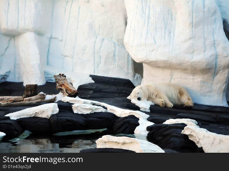 Polar Bear resting on a fictitious Icy landscape.