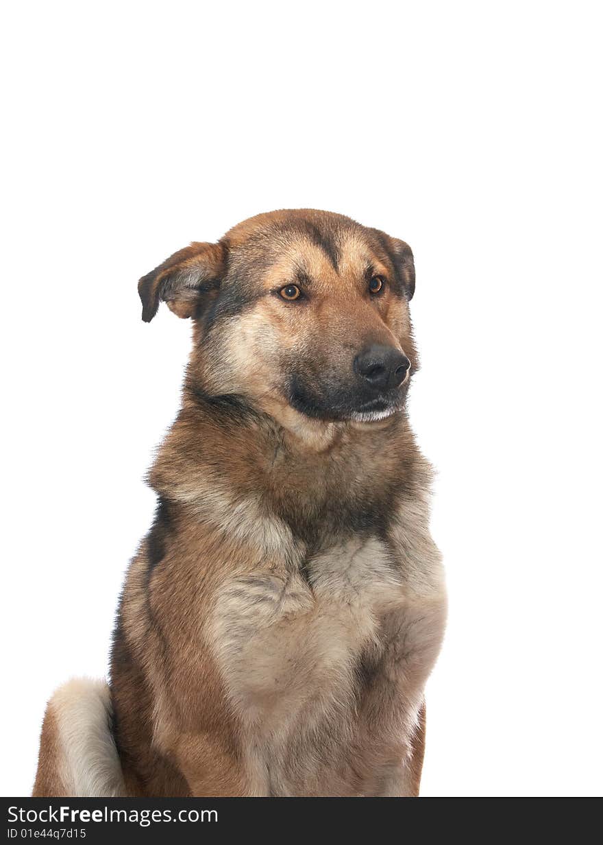 Dog on the white background