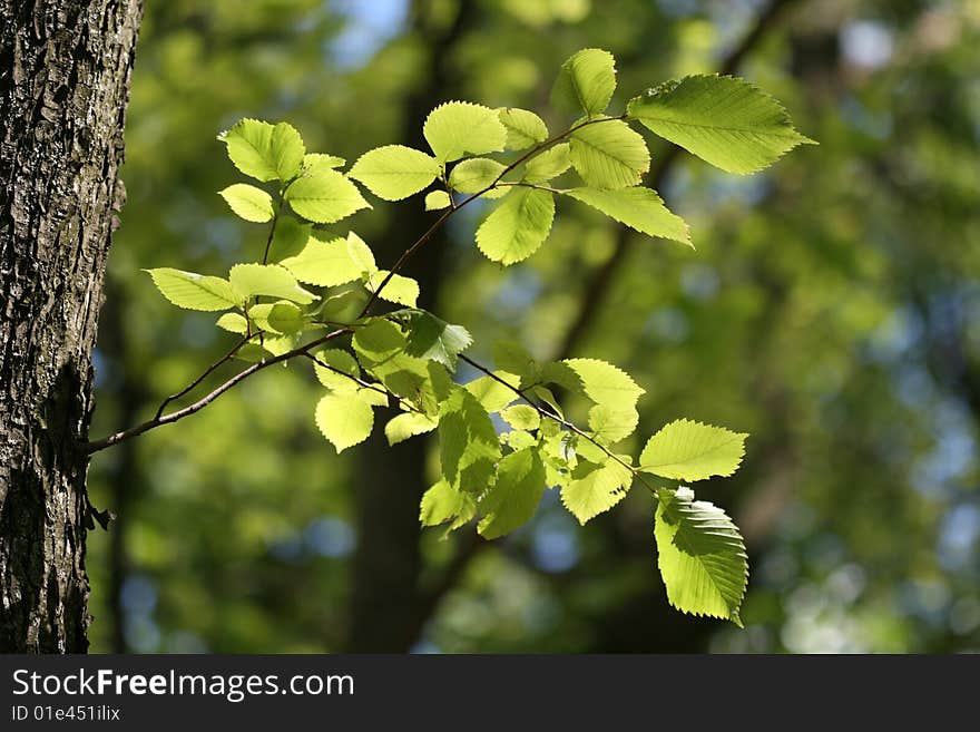 A young branch glistens in the sunlight as it grows from the trunk of a tree. A young branch glistens in the sunlight as it grows from the trunk of a tree.