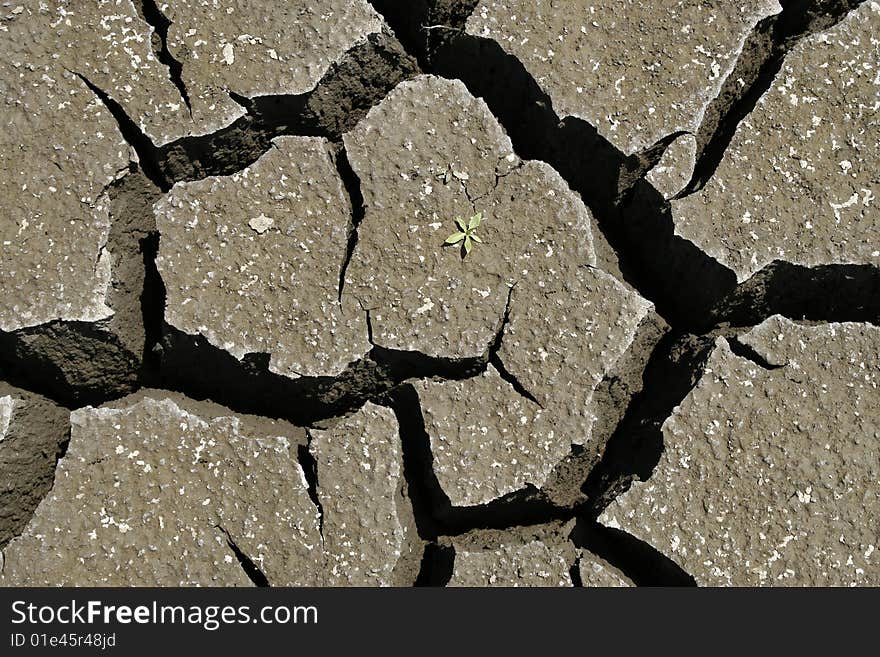 Global warming concept. Cracked earth whit green plant. Global warming concept. Cracked earth whit green plant.