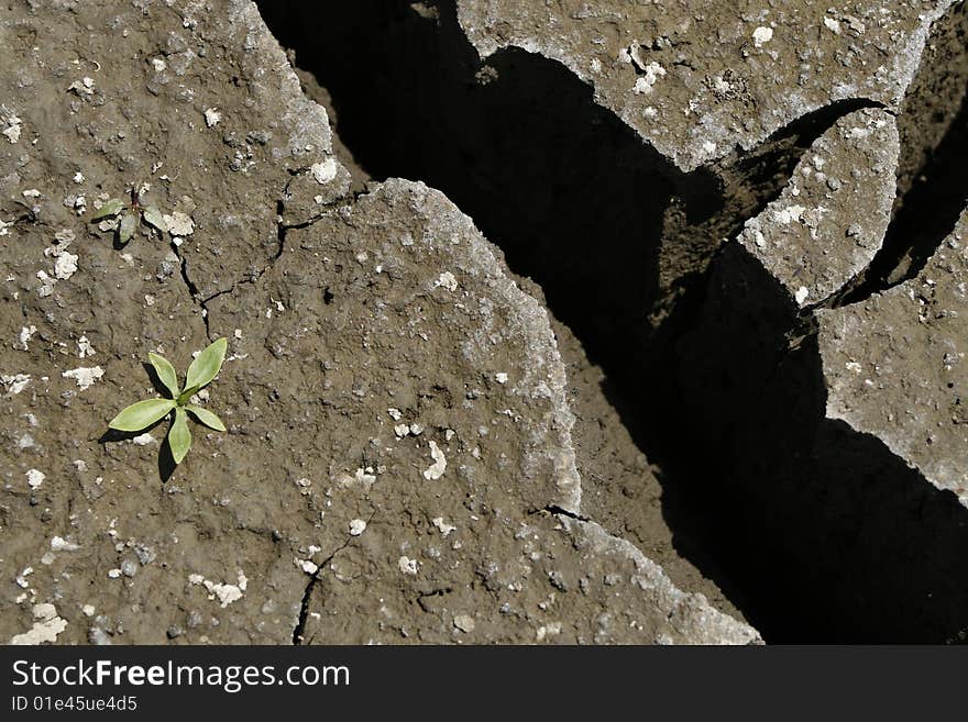 Global warming concept / Cracked earth whit green plant. Global warming concept / Cracked earth whit green plant