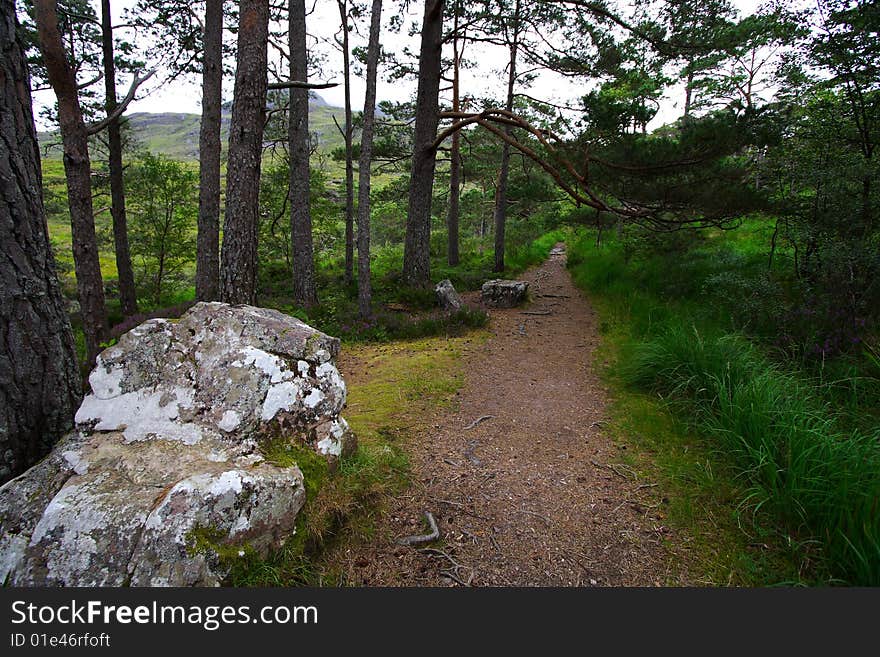 Scottish forest landscape with pine trees and a trek path