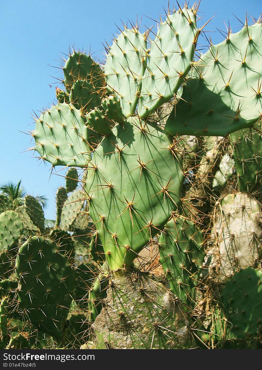 A background of a thorny green cacti. A background of a thorny green cacti