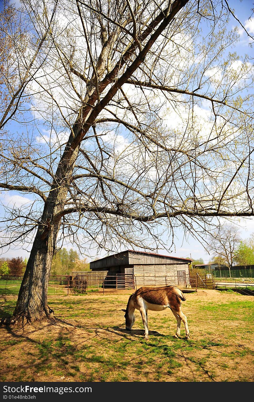 horse Eating grass in Farm with Beautiful blue sky. horse Eating grass in Farm with Beautiful blue sky