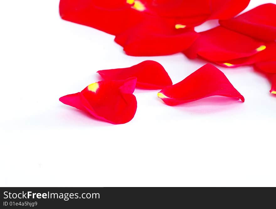 Rose petals isolated on a white background