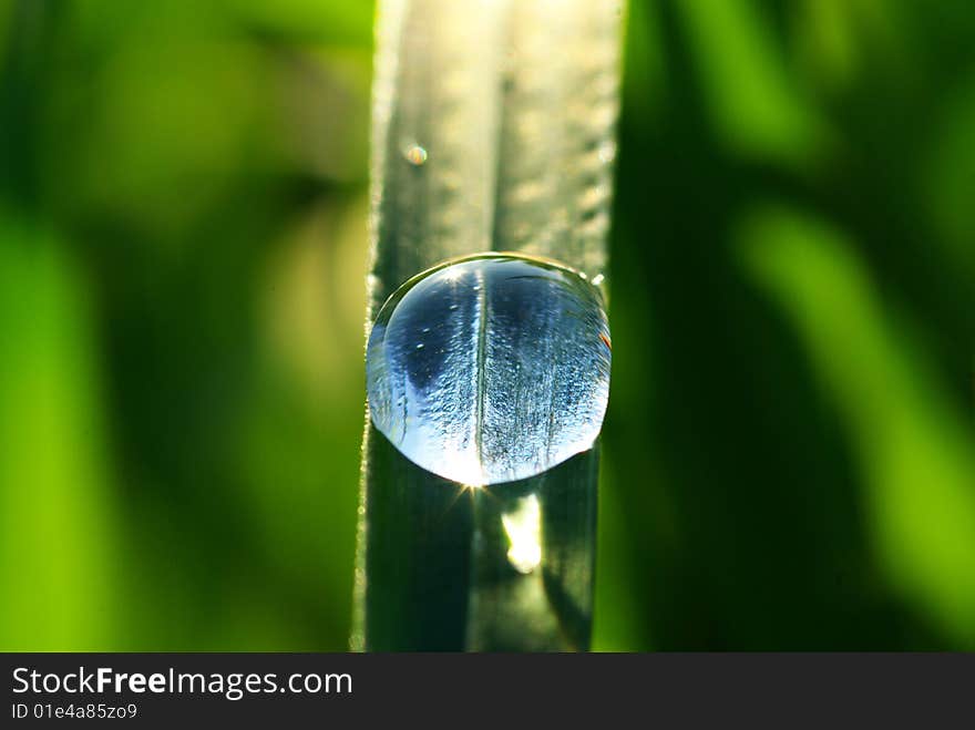 Dew drop on a blade of grass