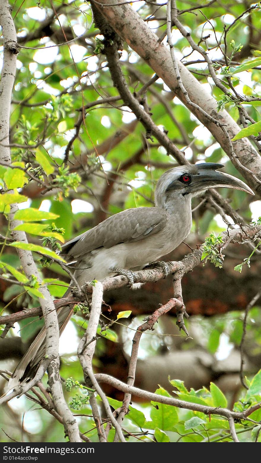 Hornbill