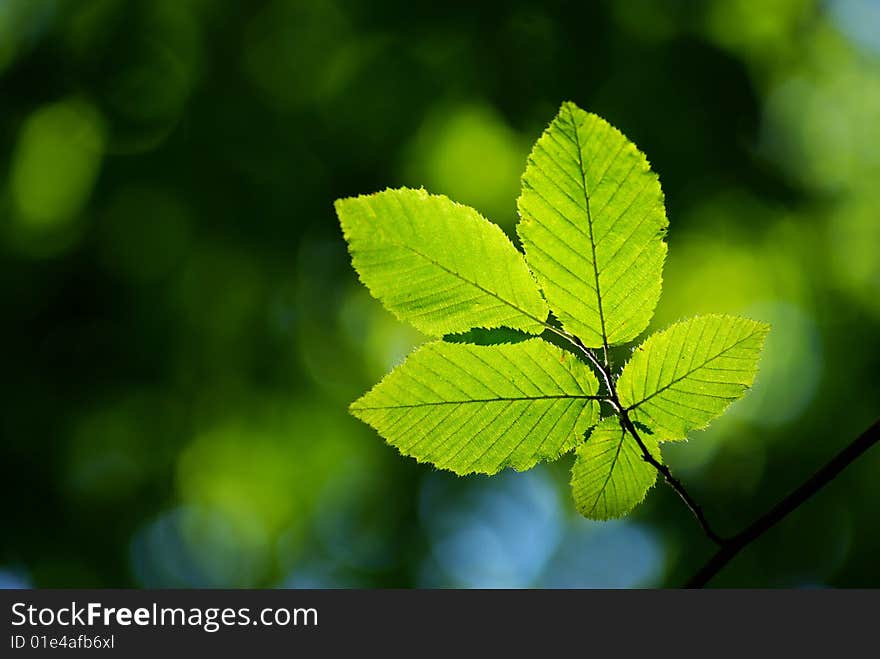 Green leaves background in sunny day