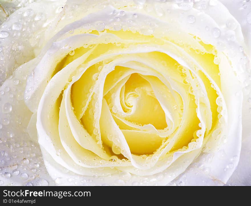 White rose is isolated on a  blue background