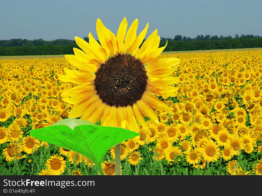 Sunflower field over clear blue sky