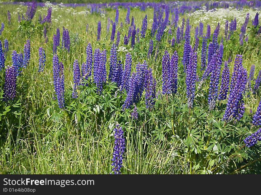 Field of lupine flowers under blue sky. Field of lupine flowers under blue sky