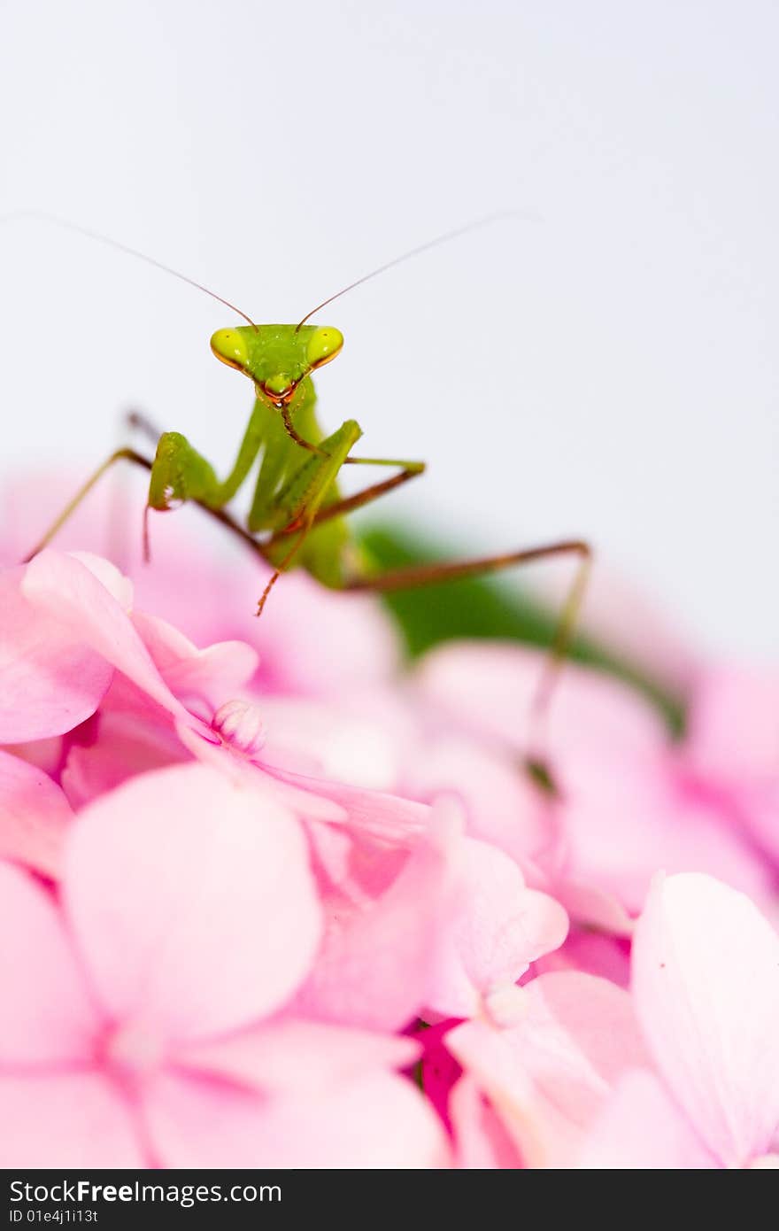 Praying Mantis Pink Flower Portrait