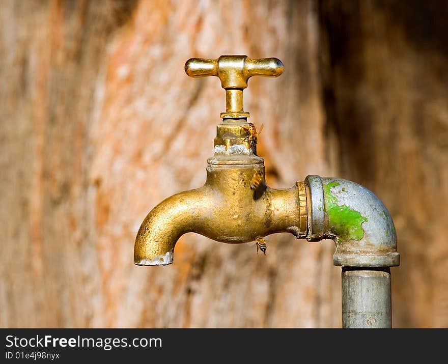 Honey bees drinking water