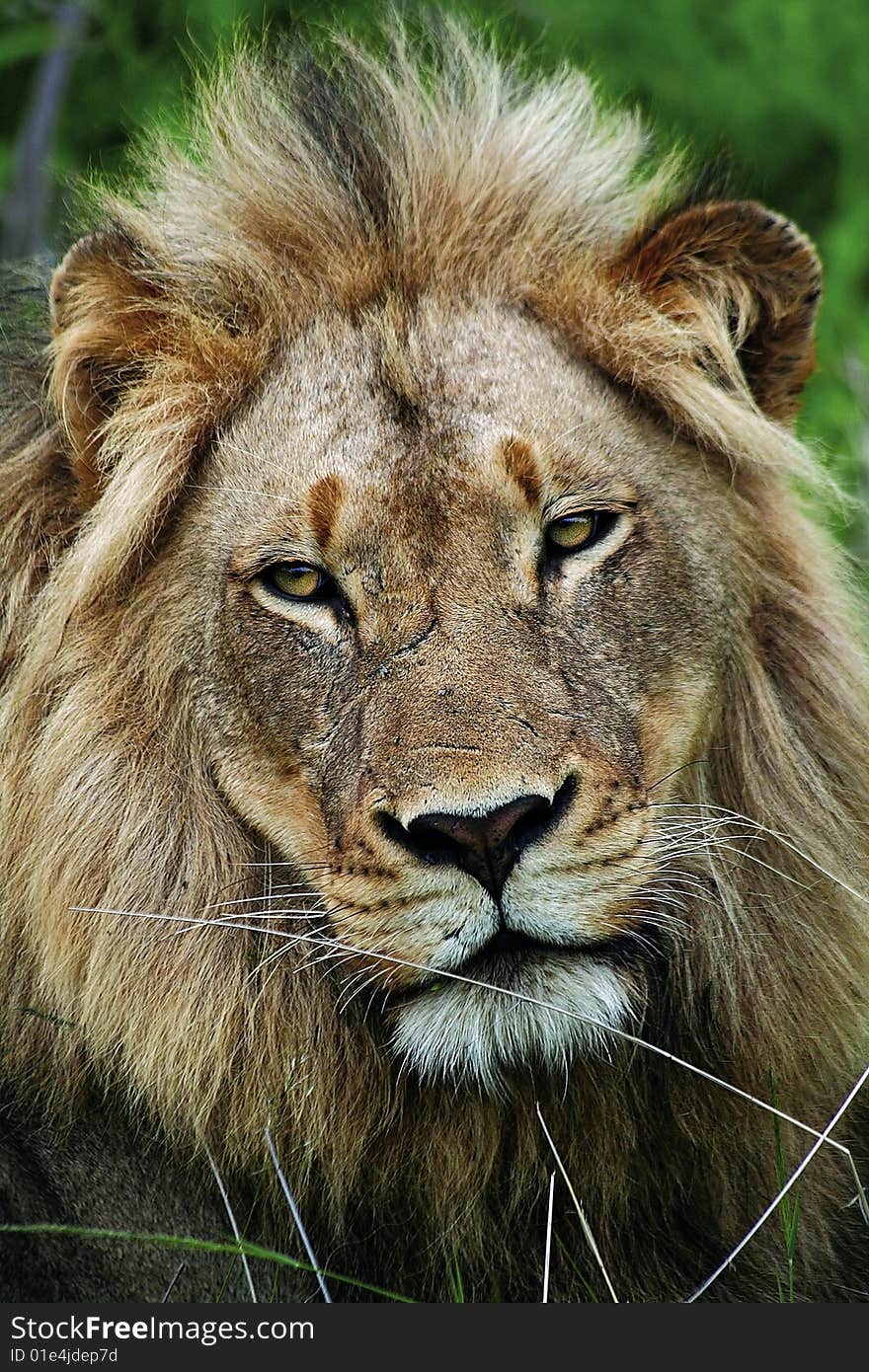 The head of a big Male Lion