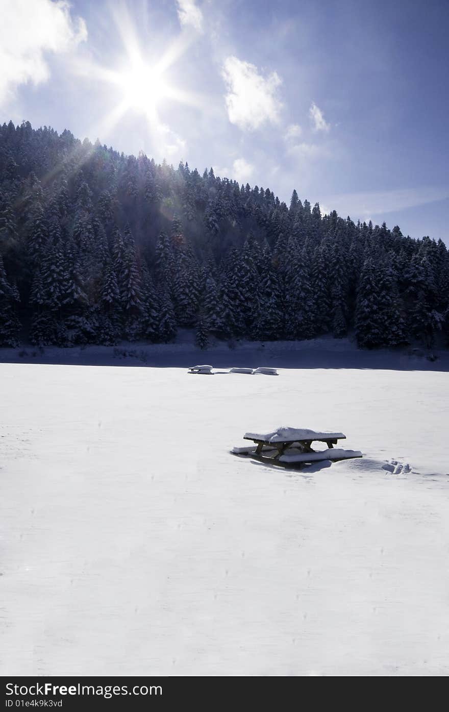 Spruce forest covered by snow. Spruce forest covered by snow