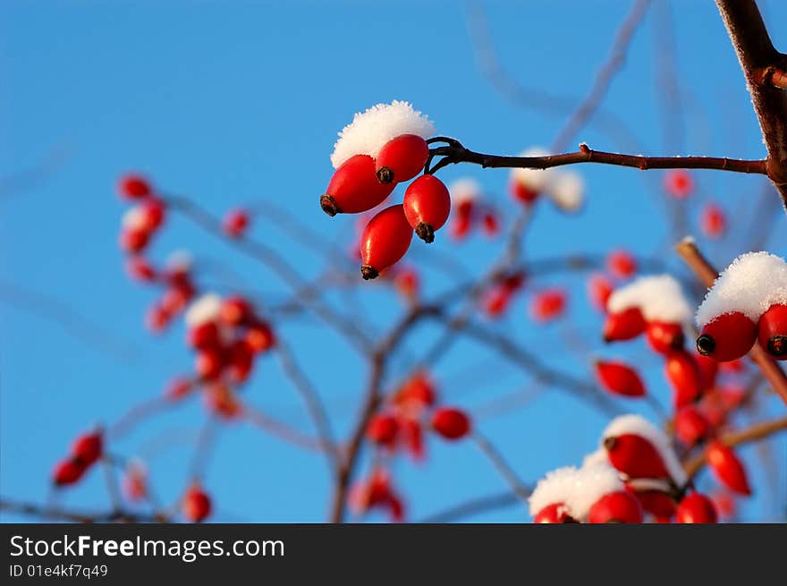 Berry of dog-rose on a blue sky background. Berry of dog-rose on a blue sky background