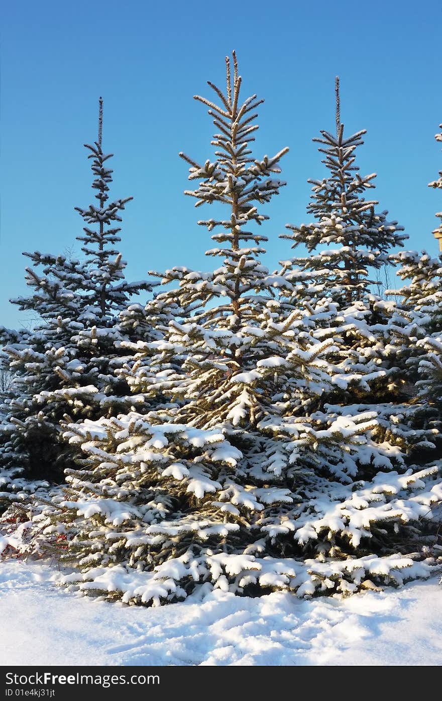 Beauty spruce